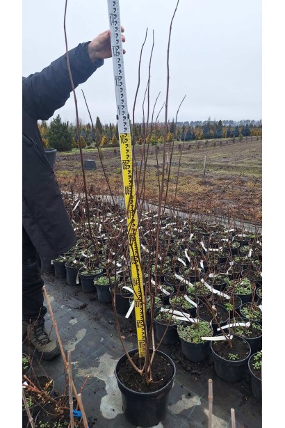 Гортензія волотиста Ванілла Фрейз - 7,5л/вис.80-100см/Ø40-50см